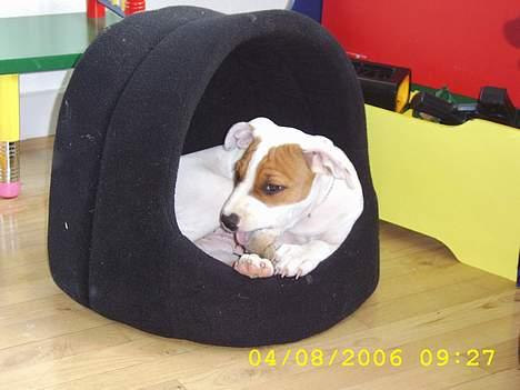 Amerikansk staffordshire terrier Emma - Den er go denher hule! billede 6