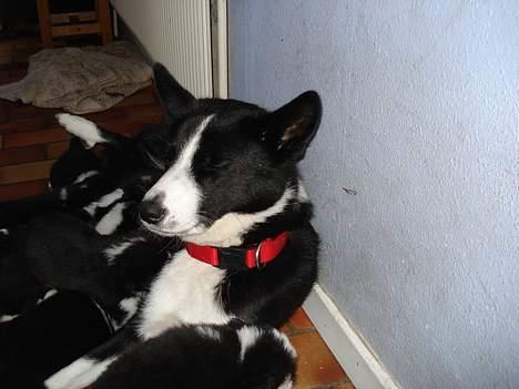 Karelsk bjørnehund Donna - "RIP" billede 1