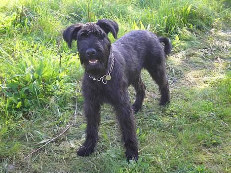 Riesenschnauzer Fanta billede 4