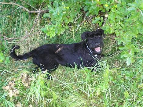 Riesenschnauzer Fanta billede 5
