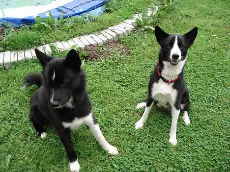 Karelsk bjørnehund Donna - "RIP" - Donna og Rocco billede 2