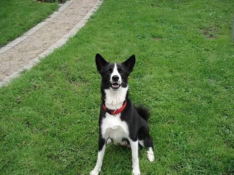 Karelsk bjørnehund Donna - "RIP" billede 3