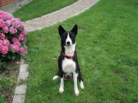 Karelsk bjørnehund Donna - "RIP" billede 4