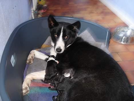 Karelsk bjørnehund Donna - "RIP" - Donna og hvalpene billede 5