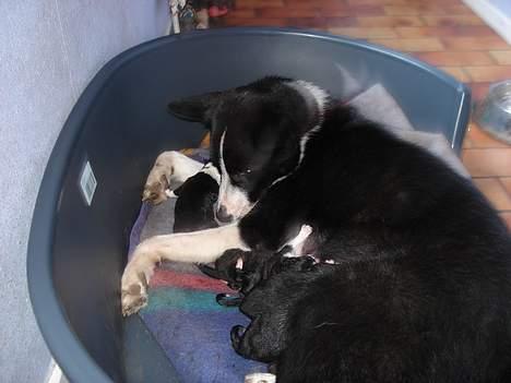 Karelsk bjørnehund Donna - "RIP" billede 6