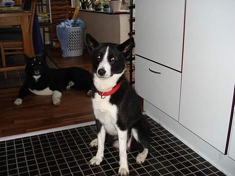 Karelsk bjørnehund Donna - "RIP" billede 7