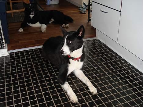 Karelsk bjørnehund Donna - "RIP" billede 8