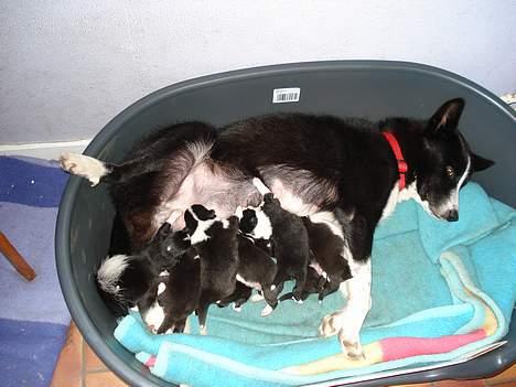 Karelsk bjørnehund Donna - "RIP" - Hvalpene får mad billede 9