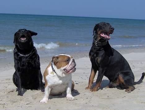 Labrador retriever Scully -  R.I.P - På strandtur med drengene! billede 10