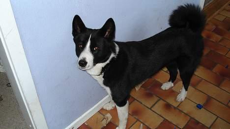 Karelsk bjørnehund Donna - "RIP" billede 10