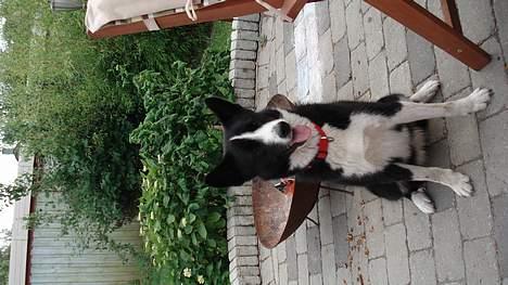 Karelsk bjørnehund Donna - "RIP" billede 11