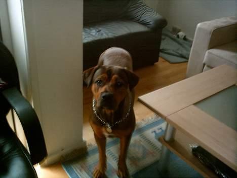 Blanding af racer rottweiler/Am.Bull Klunte billede 18