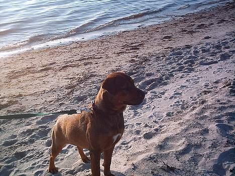 Blanding af racer rottweiler/Am.Bull Klunte billede 19