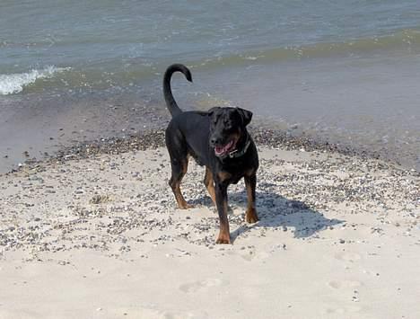 Dobermann Max - Total Baywatch! billede 13