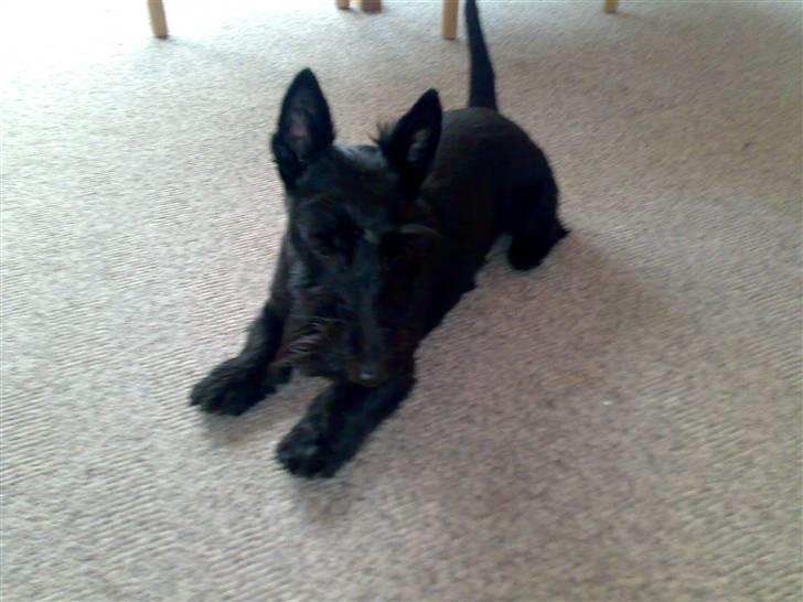 Skotsk terrier Sofiendals Dixie - Dixie står og kigger :P billede 6