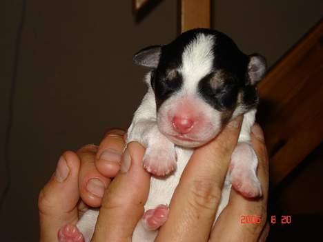 Dansk svensk gaardhund Awesome Joey - 6 timer gammel billede 2