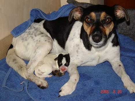 Dansk svensk gaardhund Awesome Joey - min mor og jeg - under en dag gammel billede 3
