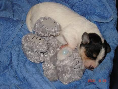 Dansk svensk gaardhund Awesome Joey - En lille lur med min bamse billede 4