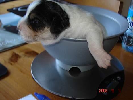 Dansk svensk gaardhund Awesome Joey - Så skal jeg vejes, min mor siger jeg er en stor dreng billede 5