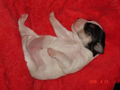 Dansk svensk gaardhund Awesome Joey - så fed er jeg - elsker at strække mine ben billede 6