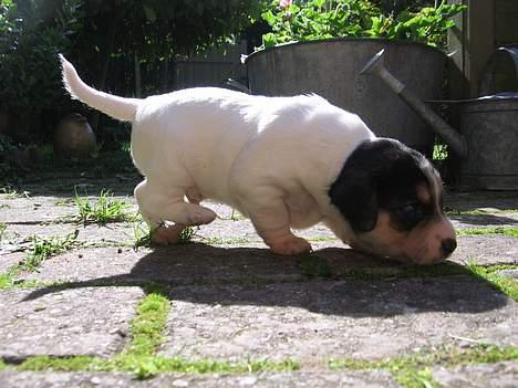 Dansk svensk gaardhund Awesome Joey - Lusker lige lidt rundt på terrassen billede 7