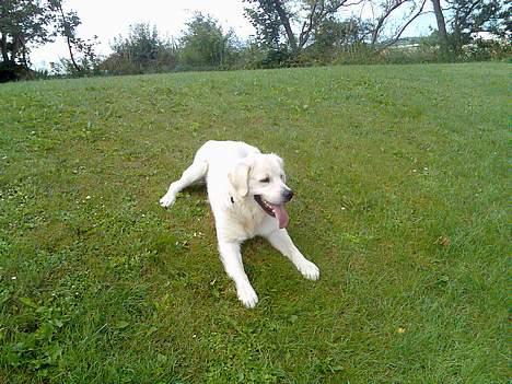 Golden retriever Bamse billede 19