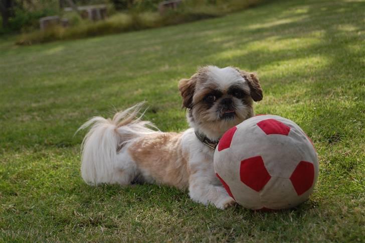 Pekingeser /Shih Tzu *TOPPER* RIP - Her med bolden billede 12