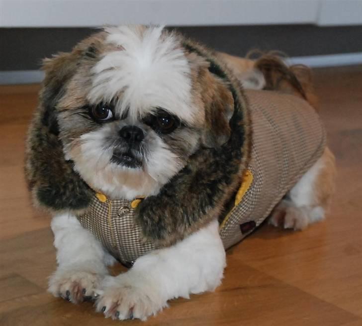 Pekingeser /Shih Tzu *TOPPER* RIP - ELSKER stranden, der er så mange babes billede 13