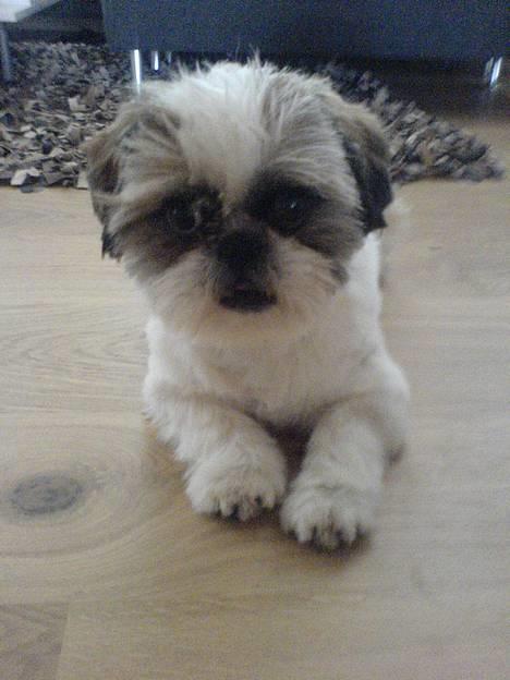 Pekingeser /Shih Tzu *TOPPER* RIP - heyhey billede 14