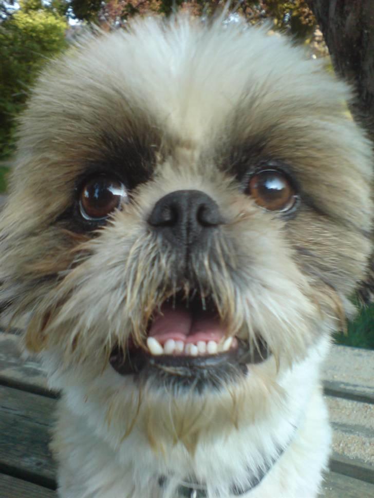 Pekingeser /Shih Tzu *TOPPER* RIP - Lille lækre mig billede 15