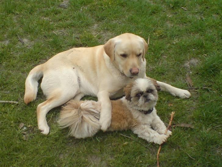 Pekingeser /Shih Tzu *TOPPER* RIP - Mig og min bedsteven Zack billede 16