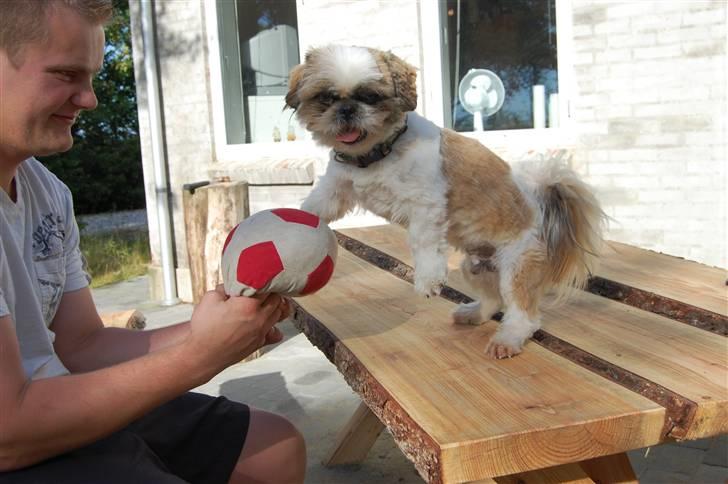 Pekingeser /Shih Tzu *TOPPER* RIP - En ægte håndboldspiller billede 17