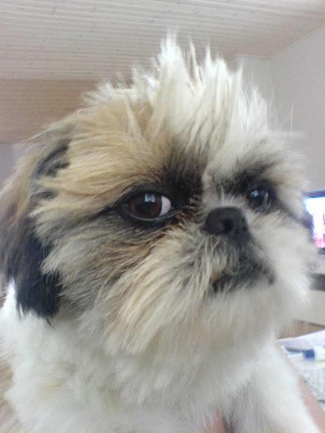 Pekingeser /Shih Tzu *TOPPER* RIP - hallo er i der stadig? billede 18