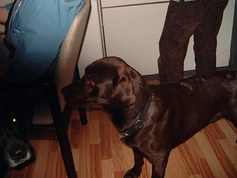 Labrador retriever Cornelius - Mmm .. Der er mad på bordet .. Jeg elsker mad <´3 billede 1