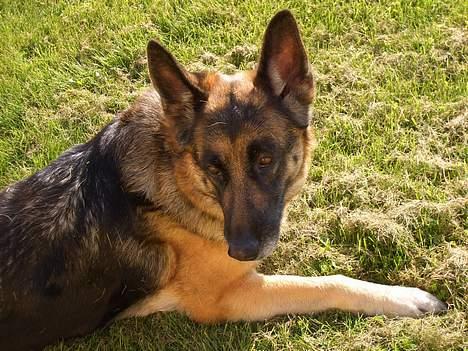 Schæferhund Sisse R.I.P <3 - Mig nusser<3 billede 8