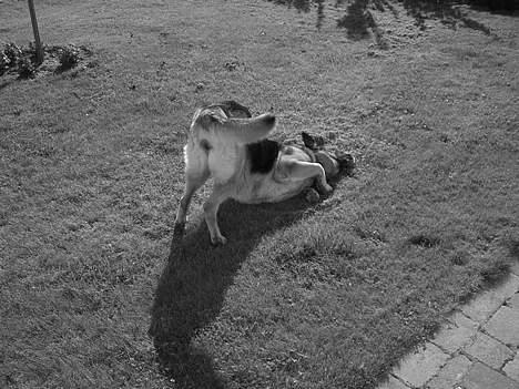 Schæferhund Sisse R.I.P <3 - Åh, du er så sjov, du dejlige græs ;) billede 9