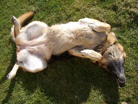 Schæferhund Sisse R.I.P <3 - Uden pis, sådan ligger hun "24-7" billede 10