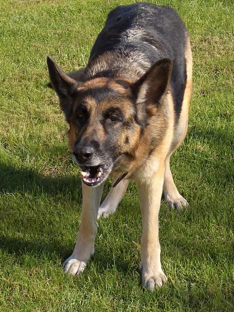 Schæferhund Sisse R.I.P <3 - Gø sisse gø! billede 11