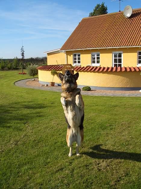 Schæferhund Sisse R.I.P <3 - Ja hoppe flot kan hun billede 12