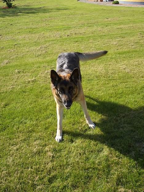 Schæferhund Sisse R.I.P <3 - Jeg angriber dig... grr billede 13