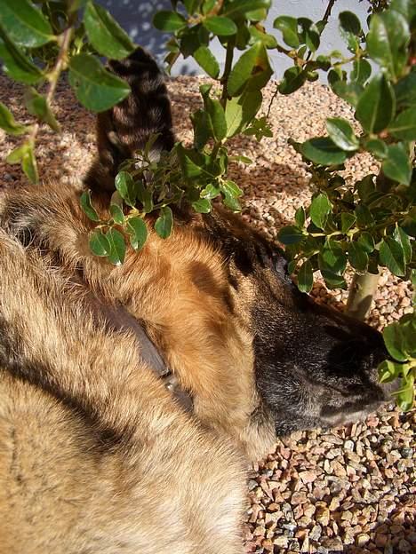 Schæferhund Sisse R.I.P <3 - zzzZZZ Sisse sover billede 14