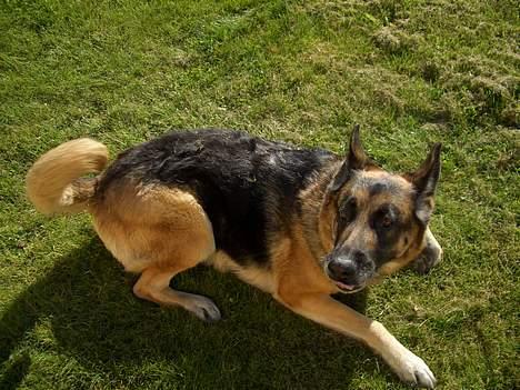 Schæferhund Sisse R.I.P <3 - skal vi lege? nå men jeg løber nu........ billede 15