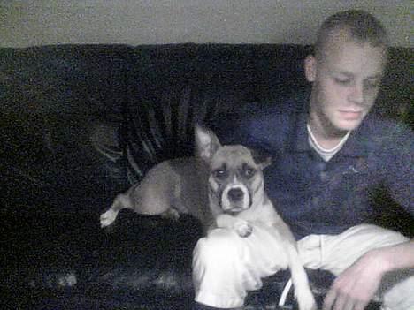 Amerikansk staffordshire terrier Tica billede 16