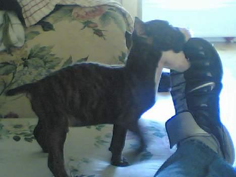 Amerikansk staffordshire terrier Tica - tyson  billede 17