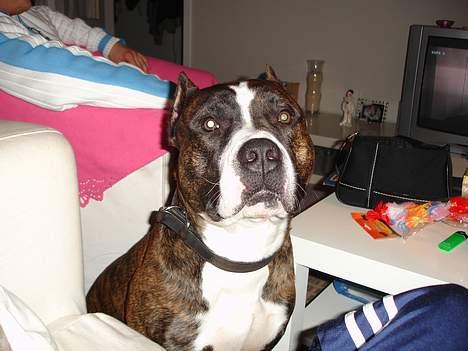 Amerikansk staffordshire terrier Tica - tyson billede 18