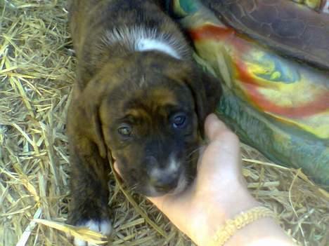 Amerikansk staffordshire terrier Tica - Tessi som hvalp Ticas bedste ven billede 19