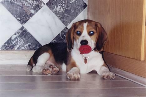 Beagle Bimmer - lige til en sutte reklame billede 1