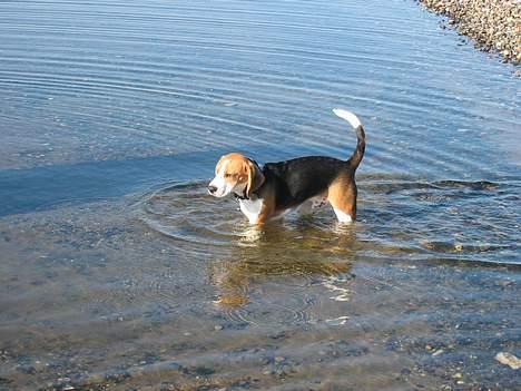 Beagle Bimmer - det sku koldt det her billede 2