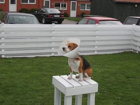 Beagle Bimmer - sidder på min ømme r.. det var de analkirtler billede 3