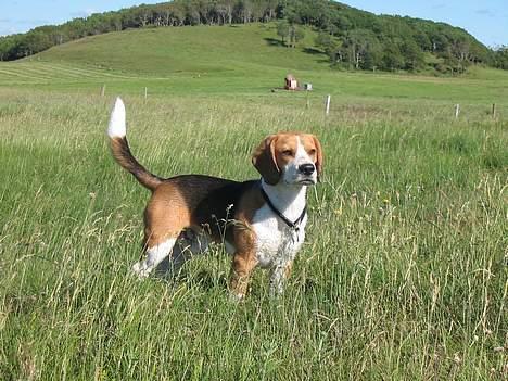 Beagle Bimmer - er jeg ikke bare en flot fyr  billede 4
